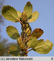 Betula humilis (brzoza niska)