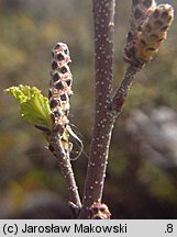 Betula humilis (brzoza niska)