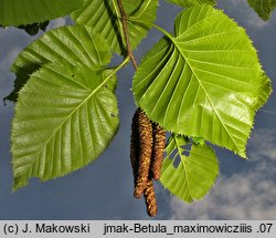 Betula maximowiczii (brzoza Maksimowicza)