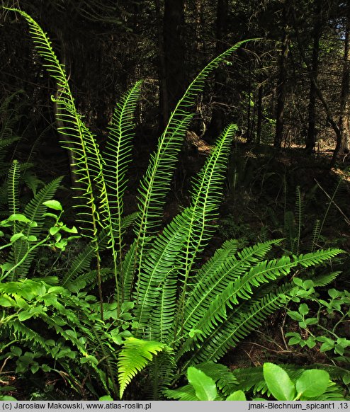 Blechnum spicant (podrzeń żebrowiec)