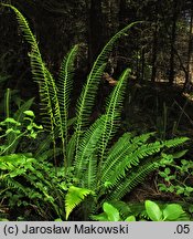 Blechnum spicant (podrzeń żebrowiec)