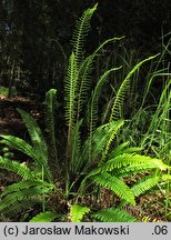 Blechnum spicant (podrzeń żebrowiec)