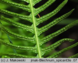 Blechnum spicant (podrzeń żebrowiec)