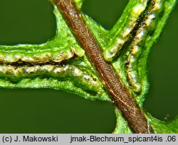 Blechnum spicant (podrzeń żebrowiec)