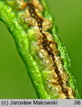 Blechnum spicant (podrzeń żebrowiec)