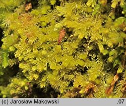 Blepharostoma trichophyllum (rzęsolistek włoskowaty)