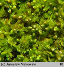 Blepharostoma trichophyllum (rzęsolistek włoskowaty)