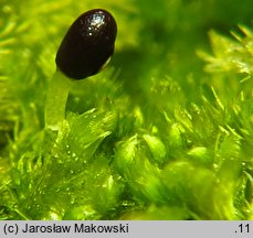 Blepharostoma trichophyllum (rzęsolistek włoskowaty)