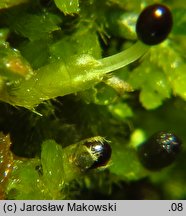 Blepharostoma trichophyllum (rzęsolistek włoskowaty)
