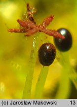 Blepharostoma trichophyllum (rzęsolistek włoskowaty)