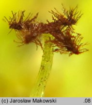 Blepharostoma trichophyllum (rzęsolistek włoskowaty)