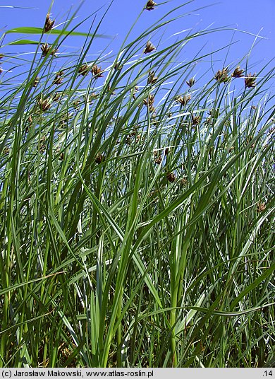 Bulboschoenus maritimus