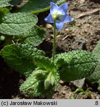 Borago pygmaea