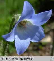 Borago pygmaea