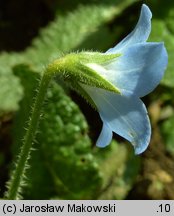 Borago pygmaea