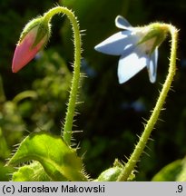 Borago pygmaea