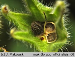 Borago officinalis (ogórecznik lekarski)