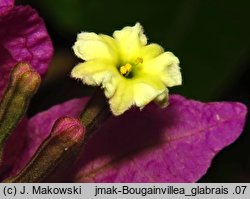 Bougainvillea glabra (bugenwilla gładka)