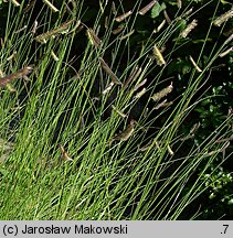 Bouteloua gracilis (butelua smukła)