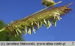 Bouteloua gracilis (butelua smukła)