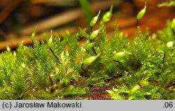 Brachytheciastrum velutinum (krótkoszek aksamitny)