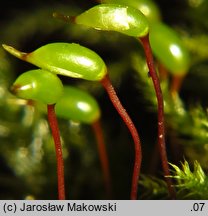 Brachytheciastrum velutinum (krótkoszek aksamitny)