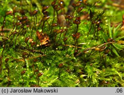 Brachytheciastrum velutinum (krótkoszek aksamitny)