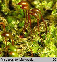 Brachytheciastrum velutinum (krótkoszek aksamitny)