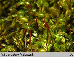 Brachytheciastrum velutinum (krótkoszek aksamitny)