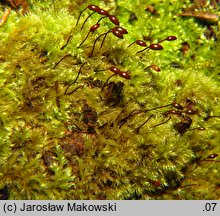 Brachytheciastrum velutinum (krótkoszek aksamitny)