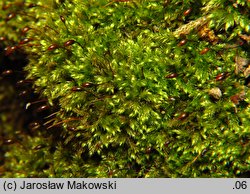 Brachytheciastrum velutinum (krótkoszek aksamitny)