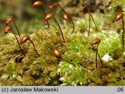 Brachytheciastrum velutinum (krótkoszek aksamitny)