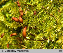 Brachytheciastrum velutinum (krótkoszek aksamitny)