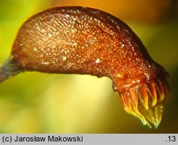 Brachytheciastrum velutinum (krótkoszek aksamitny)