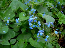 Brunnera macrophylla (brunnera wielkolistna)