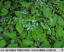 Brunnera macrophylla (brunnera wielkolistna)