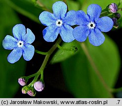 Brunnera macrophylla (brunnera wielkolistna)