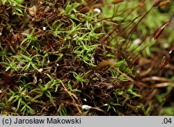 Bryoerythrophyllum recurvirostrum (krasnolist krzywodzióbek)