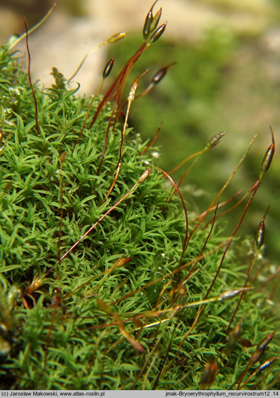 Bryoerythrophyllum recurvirostrum (krasnolist krzywodzióbek)