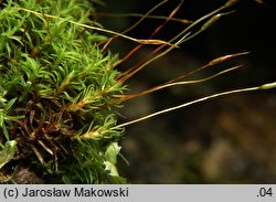 Bryoerythrophyllum recurvirostrum (krasnolist krzywodzióbek)