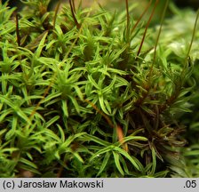 Bryoerythrophyllum recurvirostrum (krasnolist krzywodzióbek)