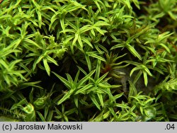 Bryoerythrophyllum recurvirostrum (krasnolist krzywodzióbek)