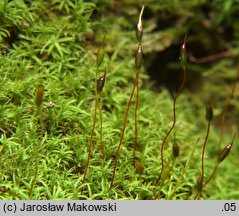 Bryoerythrophyllum recurvirostrum (krasnolist krzywodzióbek)