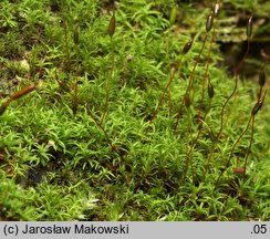 Bryoerythrophyllum recurvirostrum (krasnolist krzywodzióbek)