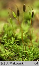 Bryoerythrophyllum recurvirostrum (krasnolist krzywodzióbek)