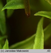 Bryoerythrophyllum recurvirostrum (krasnolist krzywodzióbek)