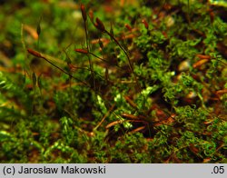 Bryoerythrophyllum recurvirostrum (krasnolist krzywodzióbek)