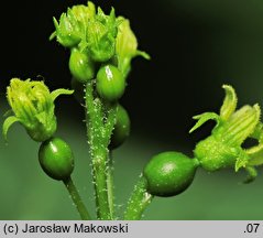 Bryonia alba (przestęp biały)