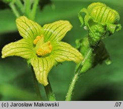 Bryonia alba (przestęp biały)