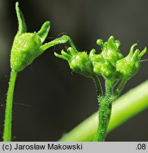 Bryonia alba (przestęp biały)